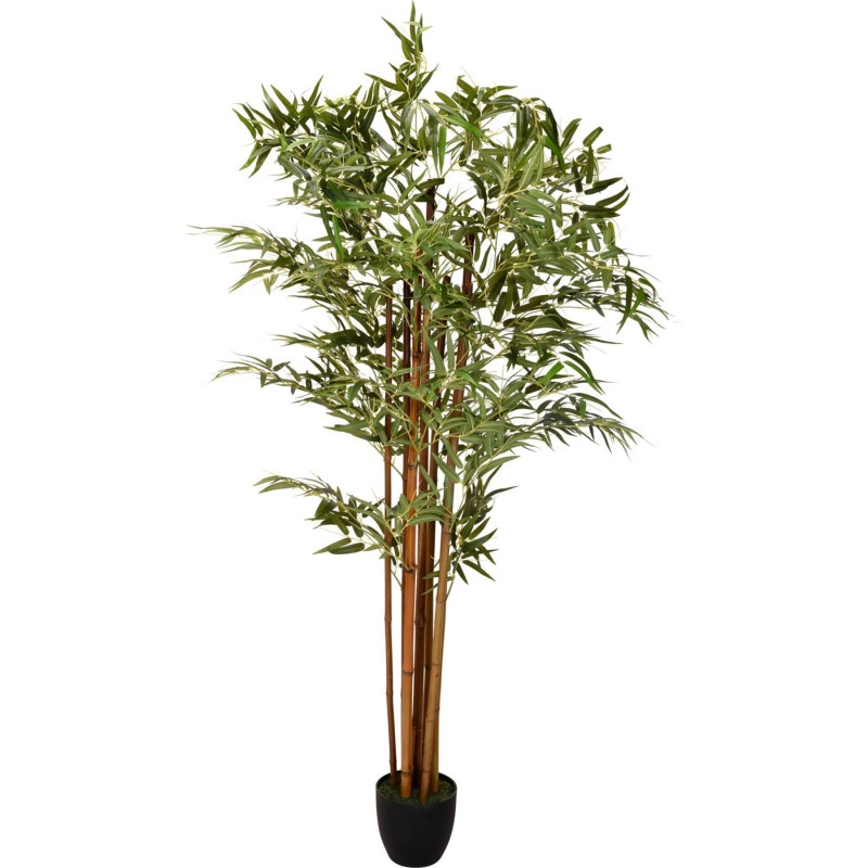 PLANTE DE BAMBOU PANDA 180CM