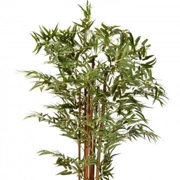 PLANTE DE BAMBOU PANDA 180CM