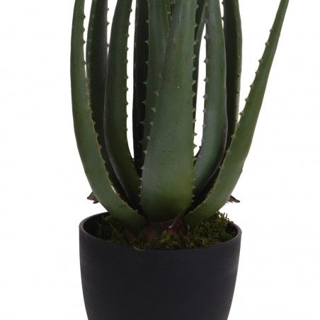 ALOE VERA CARMEL 45CM