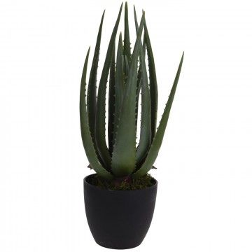 ALOE VERA CARMEL 45CM