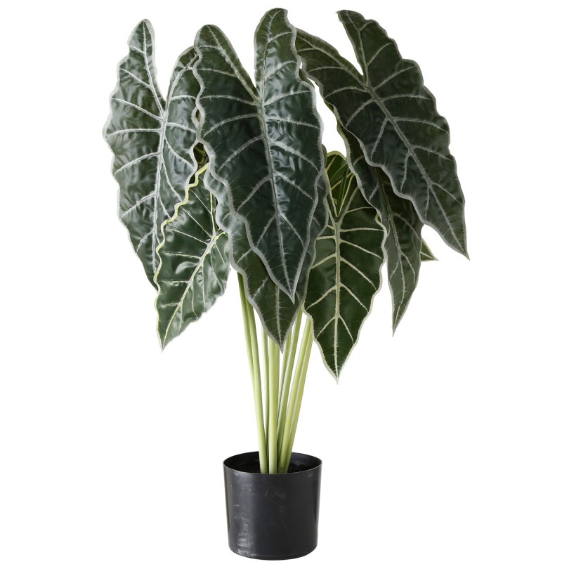 ALOCASIA AMAZONICA KULINA 71CM