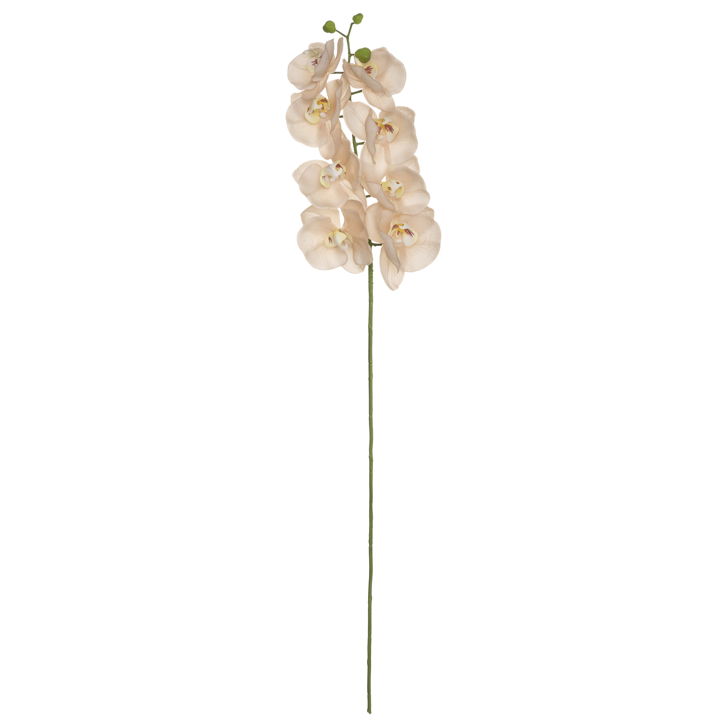 BRANCHE ORCHIDÉE CAUBI 105CM