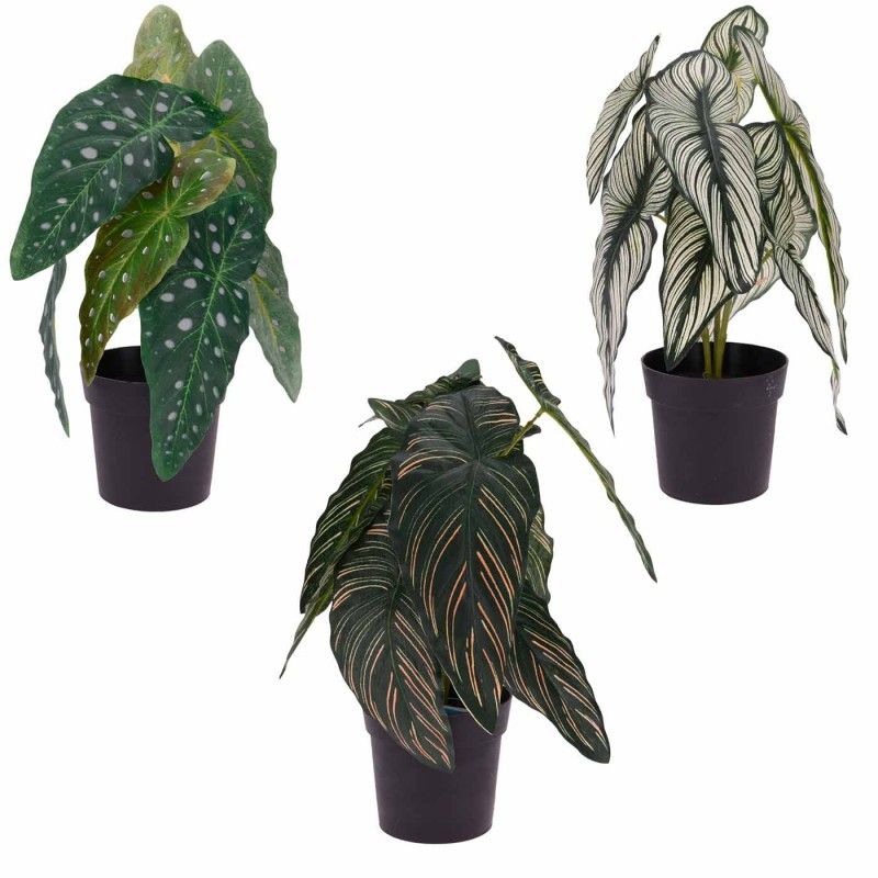 PLANTE CALATHEA DORETA 31CM