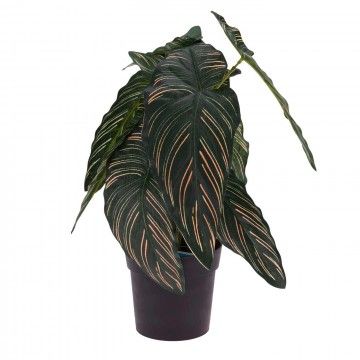 PLANTE CALATHEA DORETA 31CM