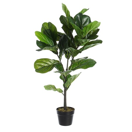 PLANTE FICUS LYRATA YOLANDA 100CM