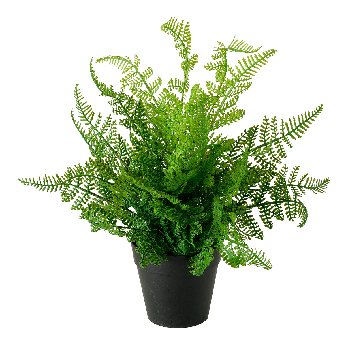 PLANTE DE CRÉMONE 35CM