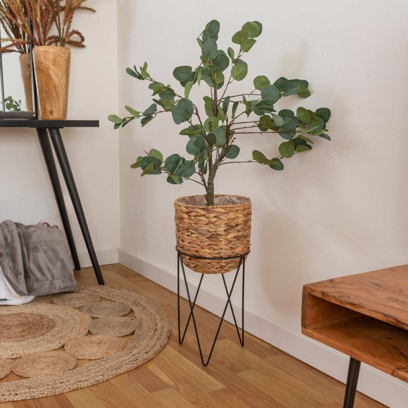 PLANTE EUCALYPTUS ARNALDO 85CM